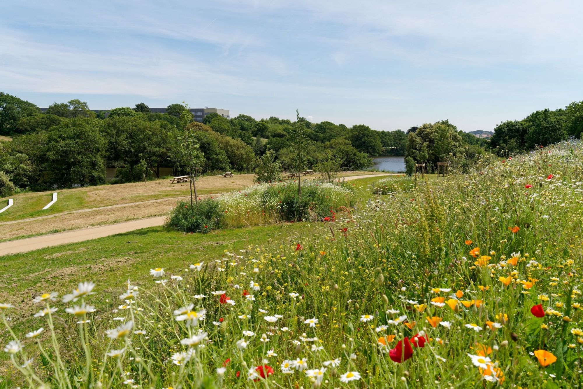 Prairie fleurie du parc sportif paysager du Val Saint-Martin à Pornic